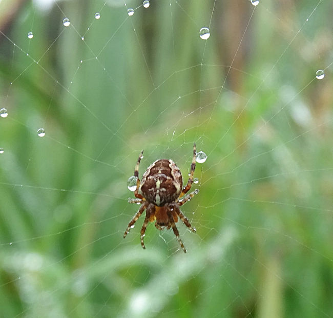 Araneus diadematus