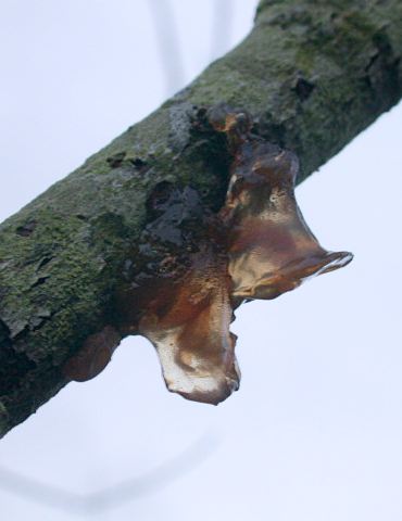 Exidia recisa