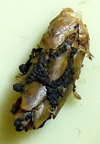 Cucurbitaria piceae
