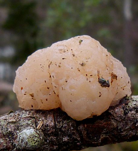 Tremella encephala