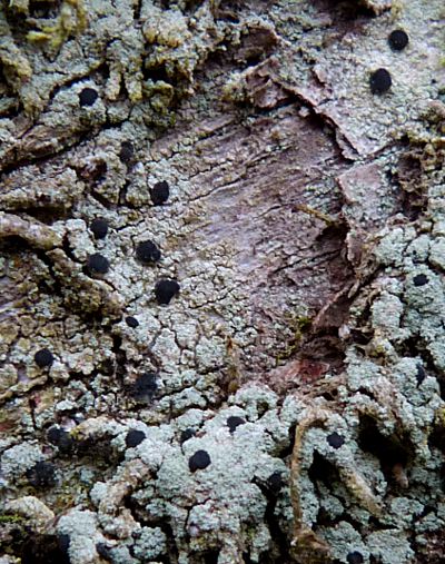 Unknown leprose lichen