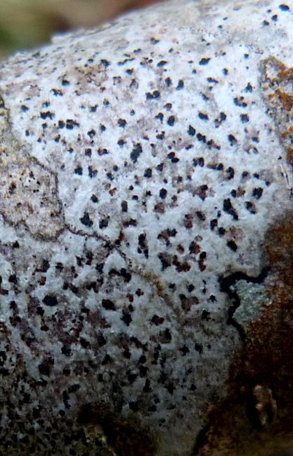 Arthonia ilicina