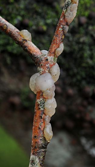 Exidia thuretiana