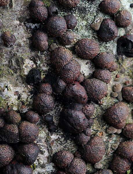 Hypoxylon fragiforme