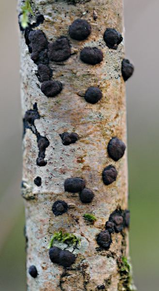 Hypoxylon fuscum