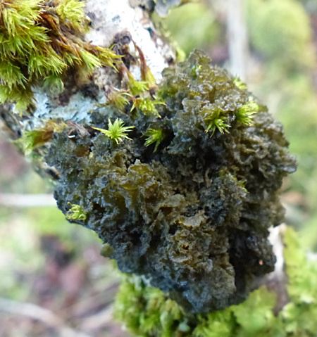 Leptogium coralloideum
