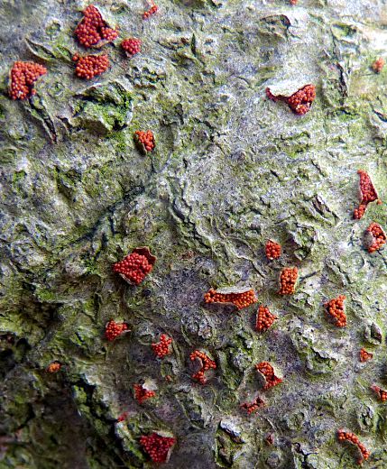 Nectria coccinea