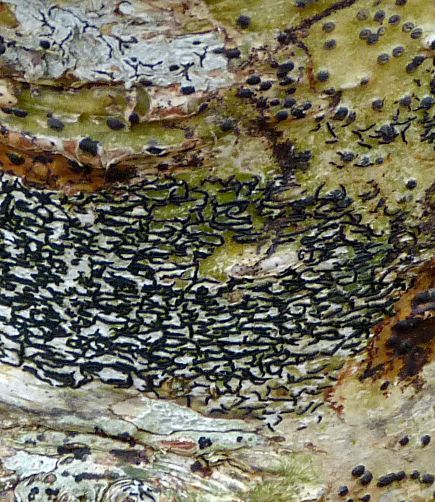 Opegrapha atra
