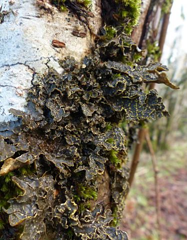 Pseudocyphellaria crocata