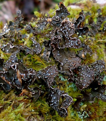 Pseudocyphellaria norvegica
