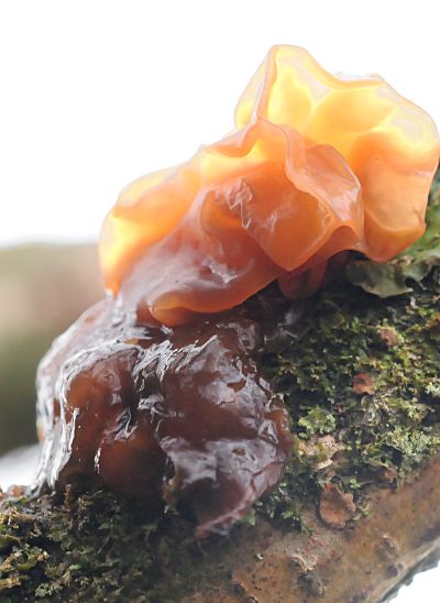 Tremella foliacea