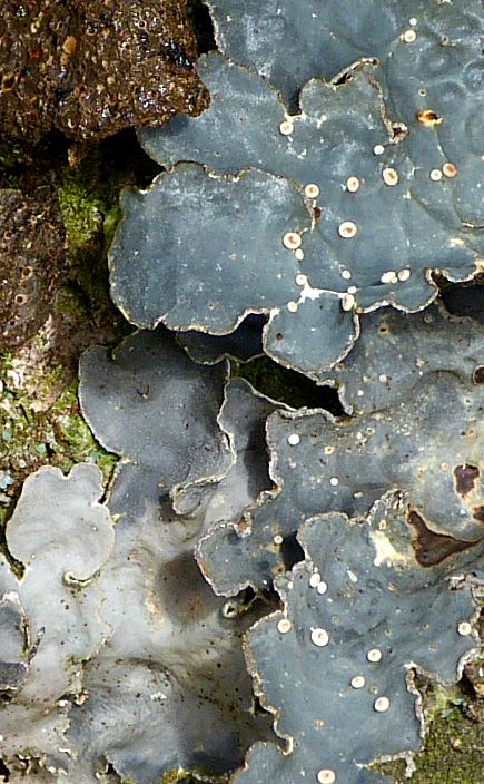 Lobaria scrobiculata, fertile