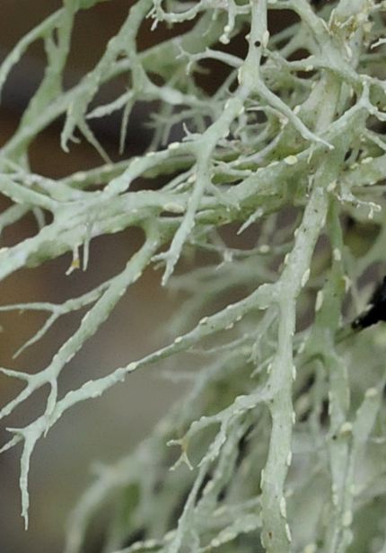 Ramalina farinacea