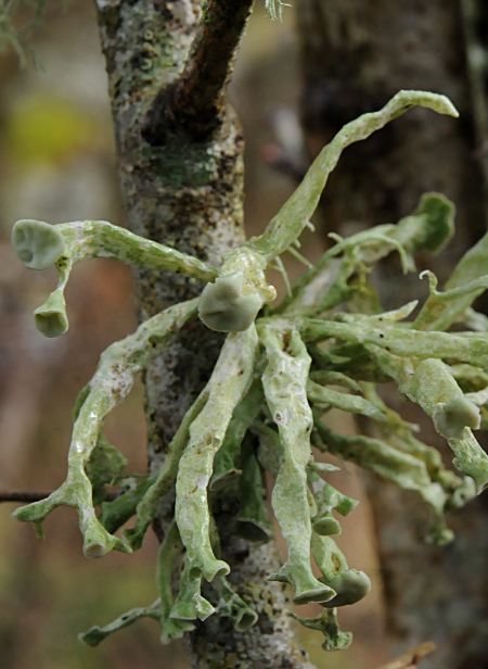 Ramalina fastigiata