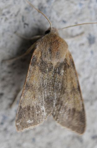 Agrochola helvola