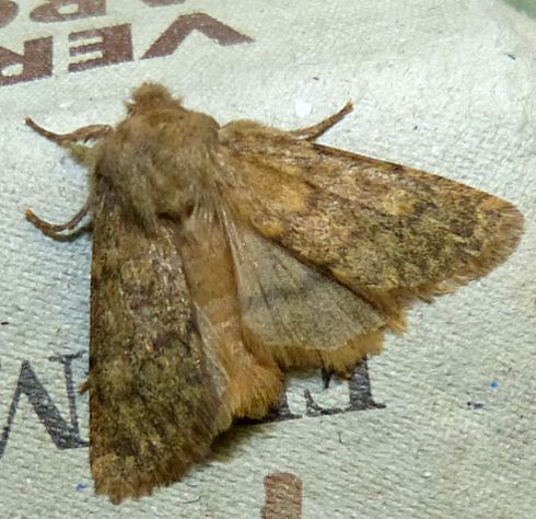 Dasypolia templi