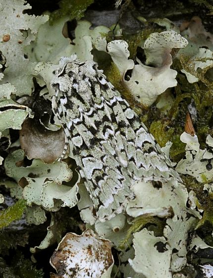 Dichonia aprilina