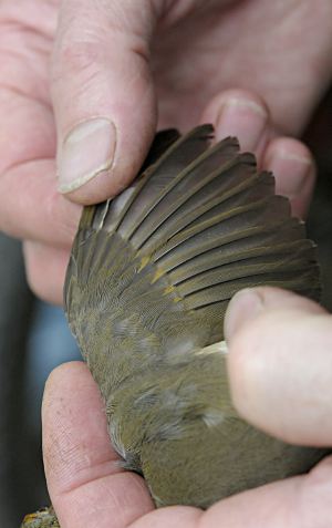 Erithacus rubecula, checking wing to detemine age