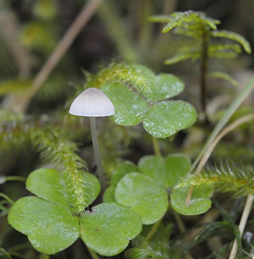 Mycena filopes
