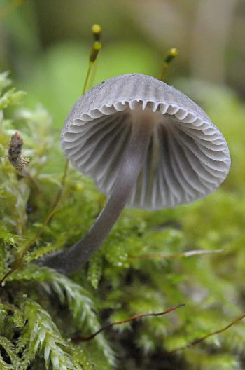 Mycena leptocephala