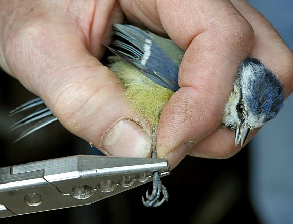 Parus caeruleus, attaching leg-ring
