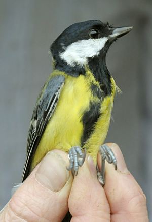 Parus major