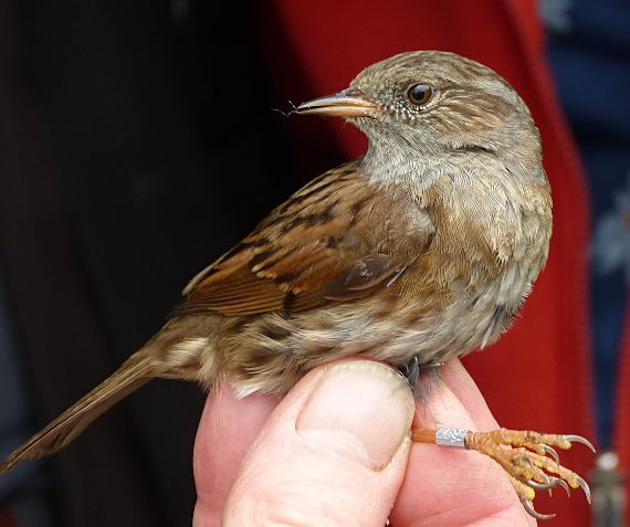 Prunella modularis