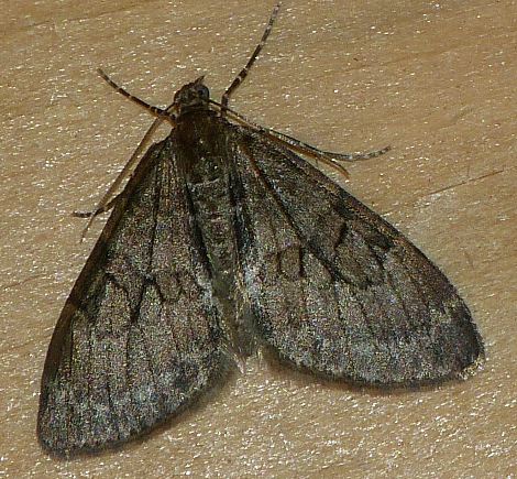 Thera obeliscata