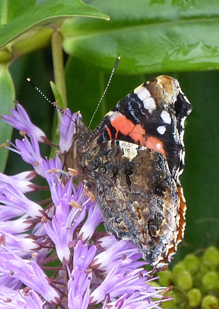 Vanessa atalanta