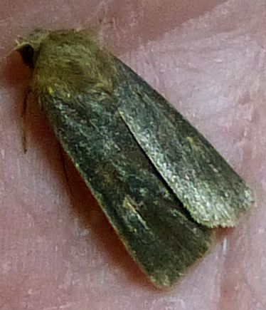 Xestia xanthographa, melanic