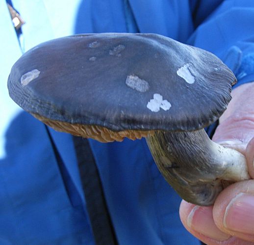 Entoloma bloxamii