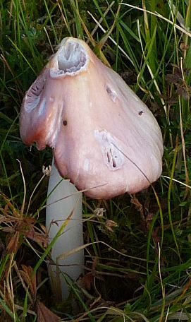 Hygrocybe calyptriformis