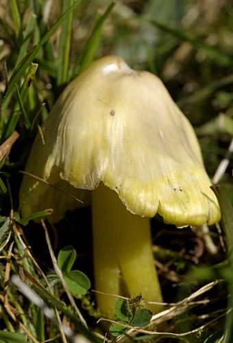 Hygrocybe citrinovirens