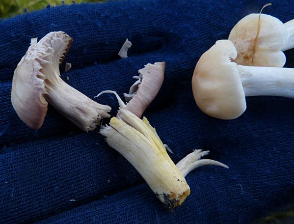 Hygrocybe flavipes