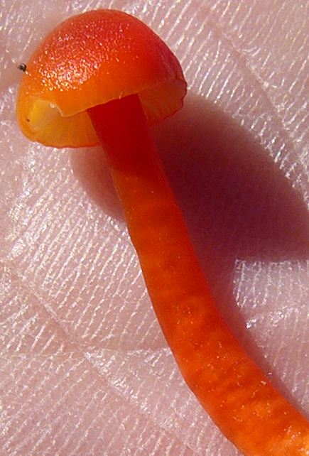 Hygrocybe insipida