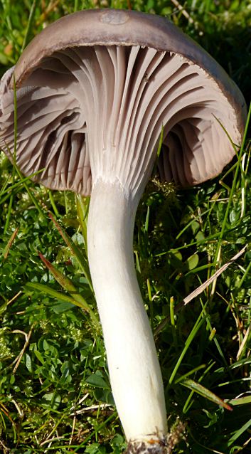 Hygrocybe lacmus