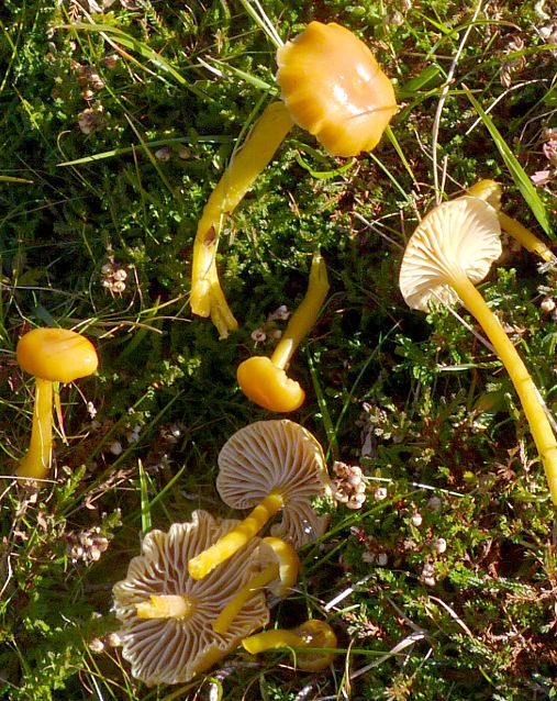 Hygrocybe laeta var. flava