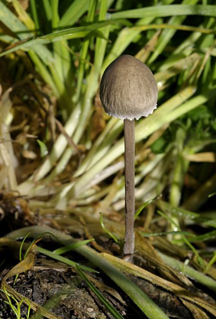 Panaeolus papilionaceus
