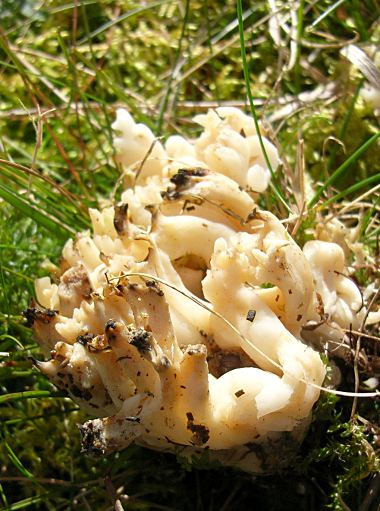 Ramariopsis kunzei