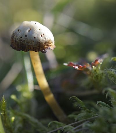 Unknown mushroom