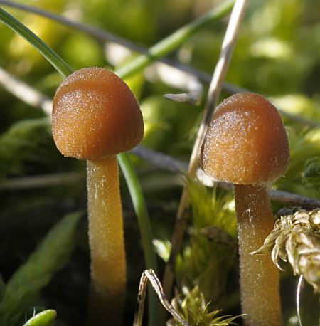 Unknown mushroom