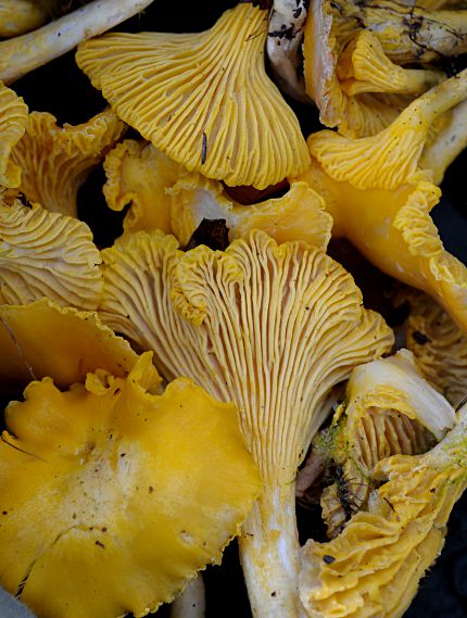 Cantharellus cibarius