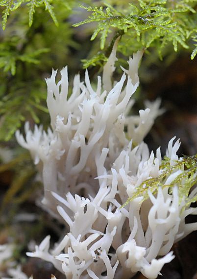 Clavulina coralloides