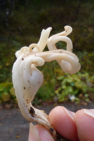Clavulina rugosa, contorted fruitbody