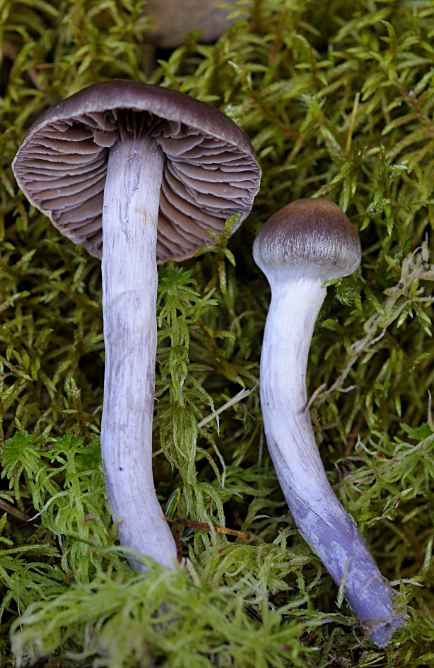 Cortinarius integerrimus