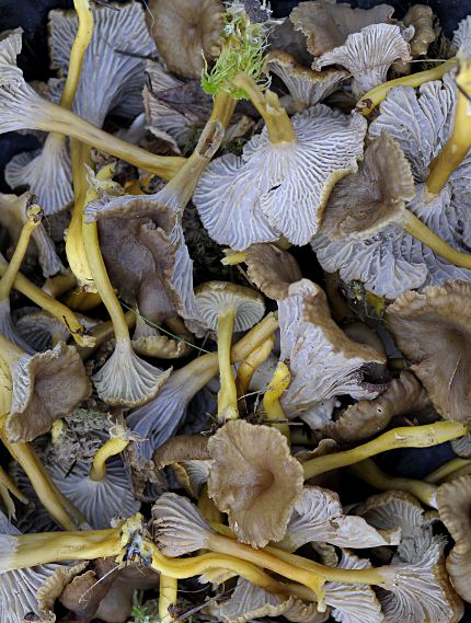 Craterellus tubaeformis