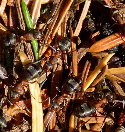 Formica aquilonia on nest