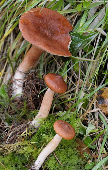 Lactarius camphoratus