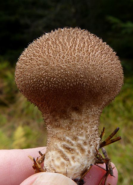 Lycoperdon nigrescens