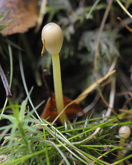 Mycena epipterygia